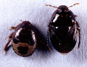Peanut burrower bug - photo courtesy of UGA.